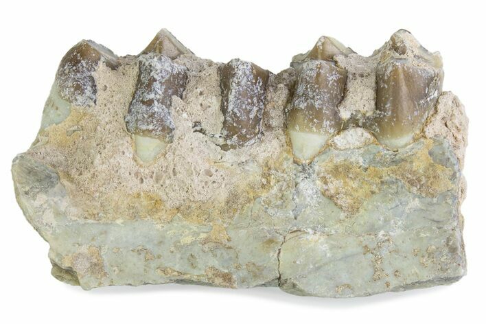 Fossil Oreodont (Merycoidodon) Jaw Section - South Dakota #375543